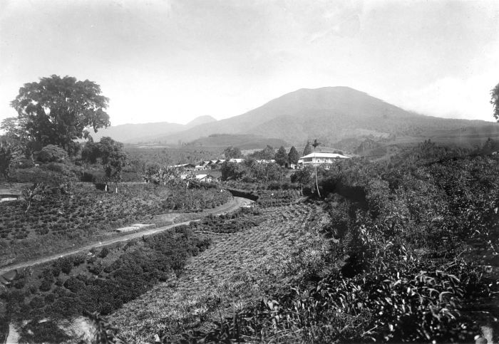 Perkebunan di Bogor